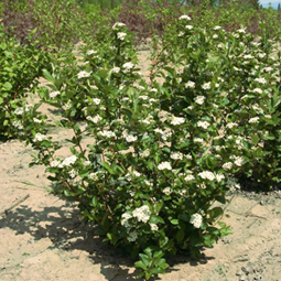       Aronia melanocarpa 